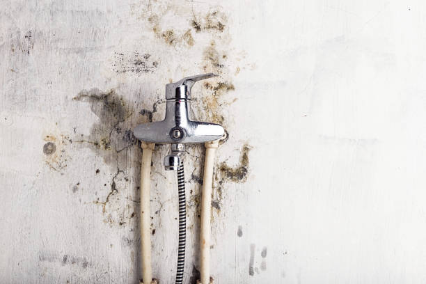 Best Best Mold Removal Companies  in Mount Pleasant, SC