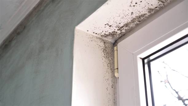 Attic Mold Removal in Mount Pleasant, SC