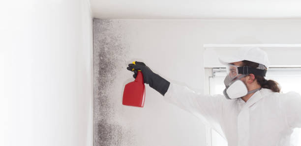  Mount Pleasant, SC Mold Removal Pros