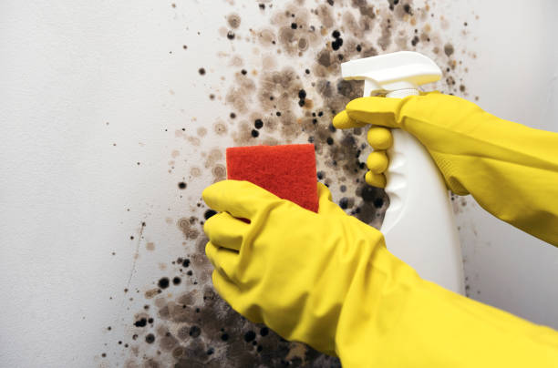 Best Local Mold Removal Service  in Mount Pleasant, SC