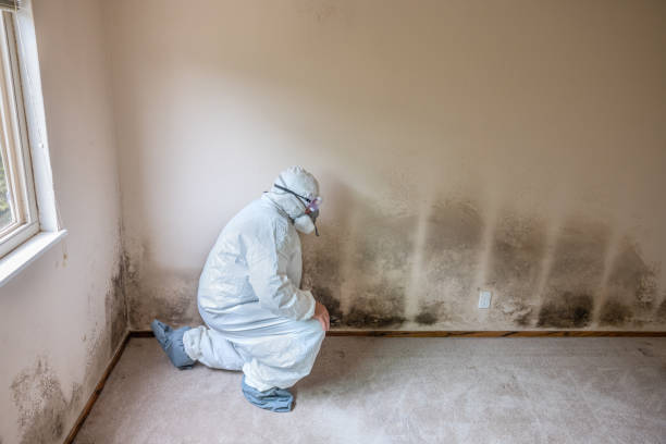 Best Same-Day Mold Removal  in Mount Pleasant, SC